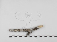 登錄號:F0027565藏品圖，第1張