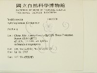 射脈菌屬藏品圖，第2張