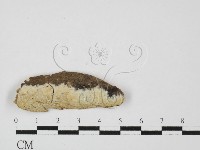 射脈菌屬藏品圖，第1張