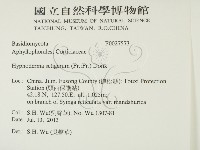 剛毛絲皮菌藏品圖，第2張