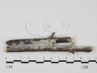剛毛絲皮菌藏品圖，第1張