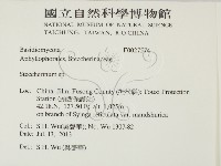 齒耳菌屬藏品圖，第2張