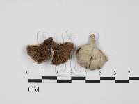 裂褶菌藏品圖，第1張