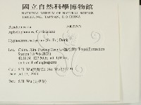 剛毛絲皮菌藏品圖，第2張