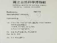 絲齒菌屬藏品圖，第2張