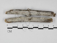 絲齒菌屬藏品圖，第1張