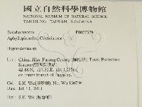 絲齒菌屬藏品圖，第2張