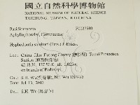 冇骨消絲齒菌藏品圖，第2張