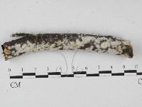 冇骨消絲齒菌藏品圖，第1張