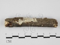 骨皮菌屬藏品圖，第1張