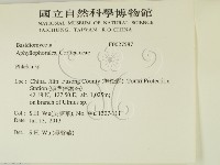 射脈菌屬藏品圖，第2張