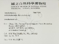 齒耳菌屬藏品圖，第2張