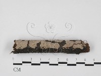 筍殼菌屬藏品圖，第1張
