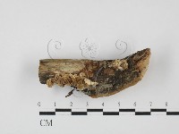 耙菌屬藏品圖，第1張