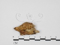 登錄號:F0027597藏品圖，第1張