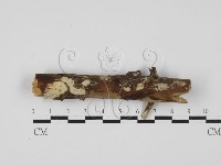 登錄號:F0027600藏品圖，第1張