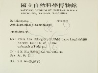 容氏菌屬藏品圖，第2張