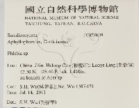射脈菌屬藏品圖，第2張