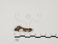 登錄號:F0027610藏品圖，第1張