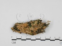 登錄號:F0027612藏品圖，第1張