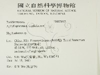 絲皮菌屬藏品圖，第2張