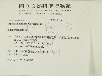 顯絲菌屬藏品圖，第2張