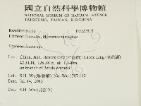 刺革菌屬藏品圖，第2張