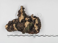 登錄號:F0027619藏品圖，第1張