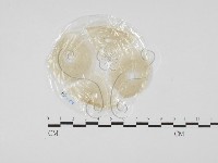 登錄號:F0027621藏品圖，第1張