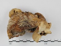 登錄號:F0027622藏品圖，第3張