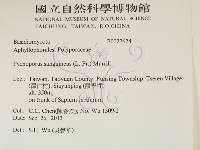 血紅密孔菌藏品圖，第2張