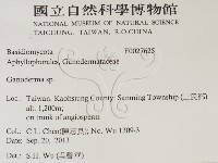 靈芝屬藏品圖，第2張