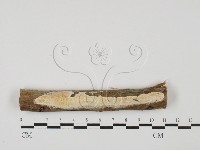 登錄號:F0027627藏品圖，第1張