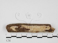 登錄號:F0027629藏品圖，第1張