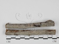 登錄號:F0027631藏品圖，第1張