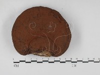 靈芝屬藏品圖，第1張