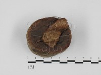 登錄號:F0027640藏品圖，第1張