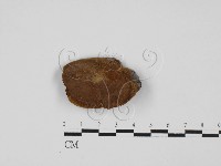 木層孔菌屬藏品圖，第1張