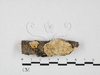 登錄號:F0027645藏品圖，第1張