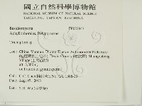 附毛菌屬藏品圖，第2張