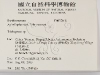 附毛菌屬藏品圖，第2張
