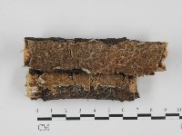 附毛菌屬藏品圖，第1張