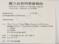 附毛菌屬藏品圖，第2張