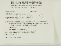 剛毛絲皮菌藏品圖，第2張