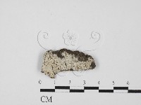 剛毛絲皮菌藏品圖，第1張