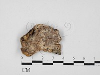 刺皮菌屬藏品圖，第1張