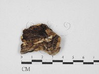 刺皮菌屬藏品圖，第3張