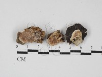 登錄號:F0027657藏品圖，第1張