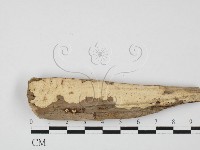 筍殼菌屬藏品圖，第1張