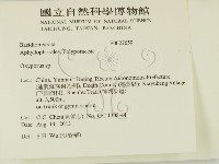 銳孔菌屬藏品圖，第2張